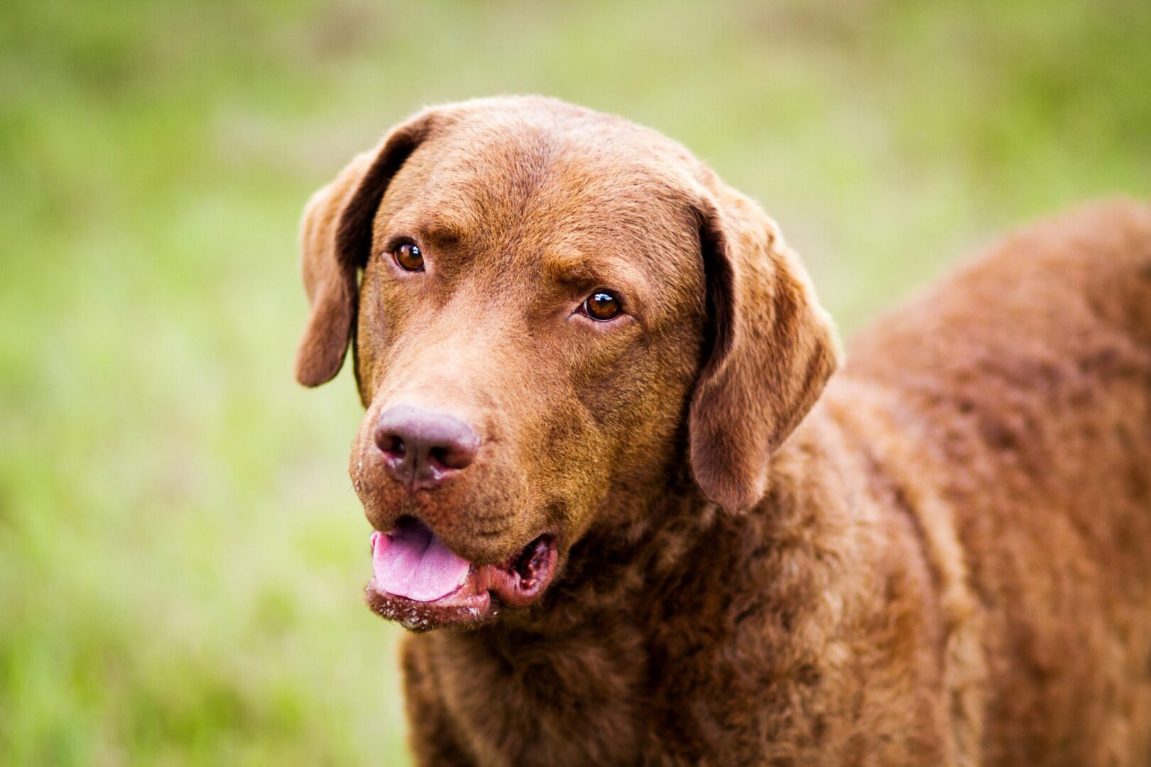 Chesapeake Bay Retriever