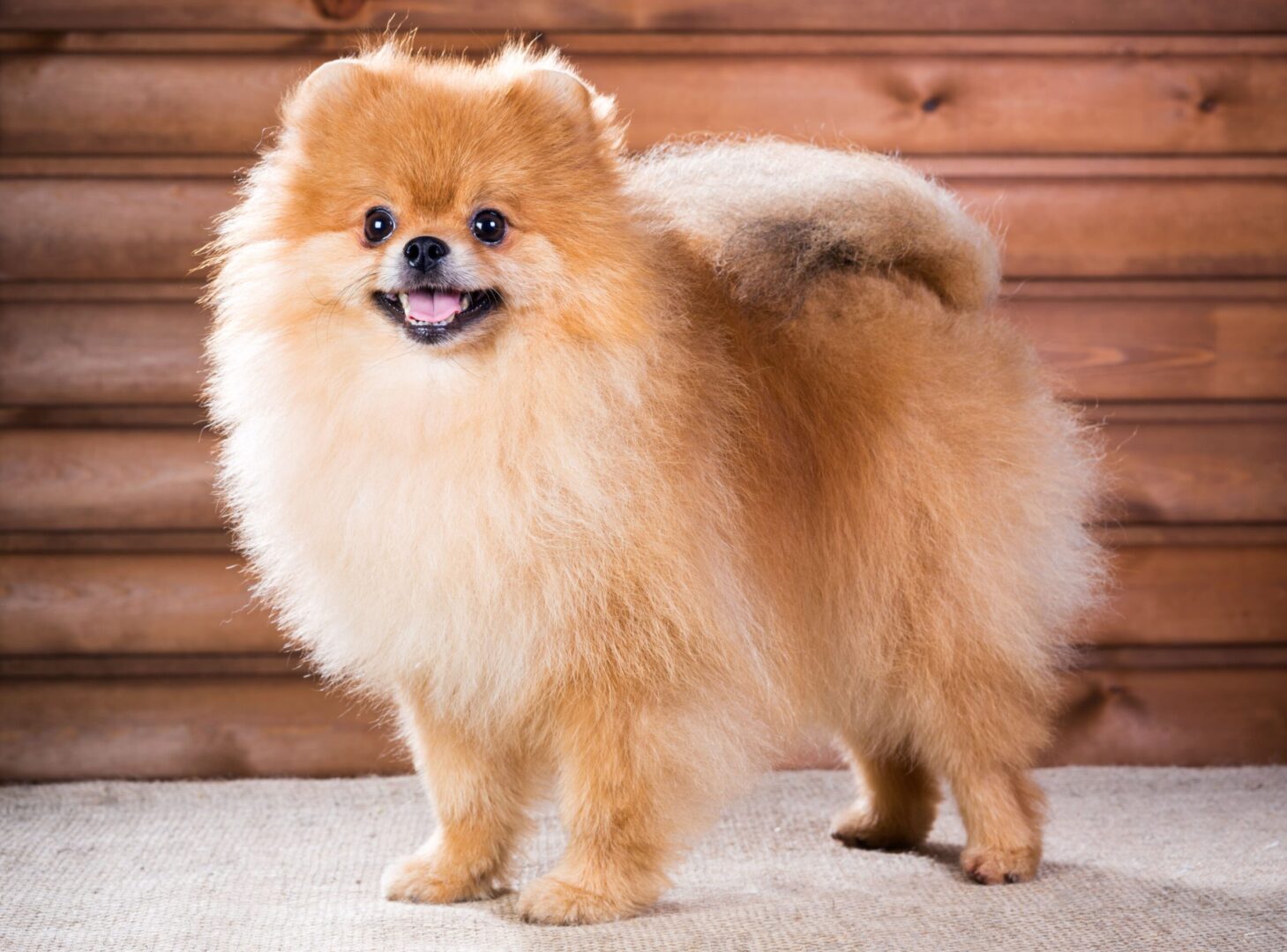 Pomeranian