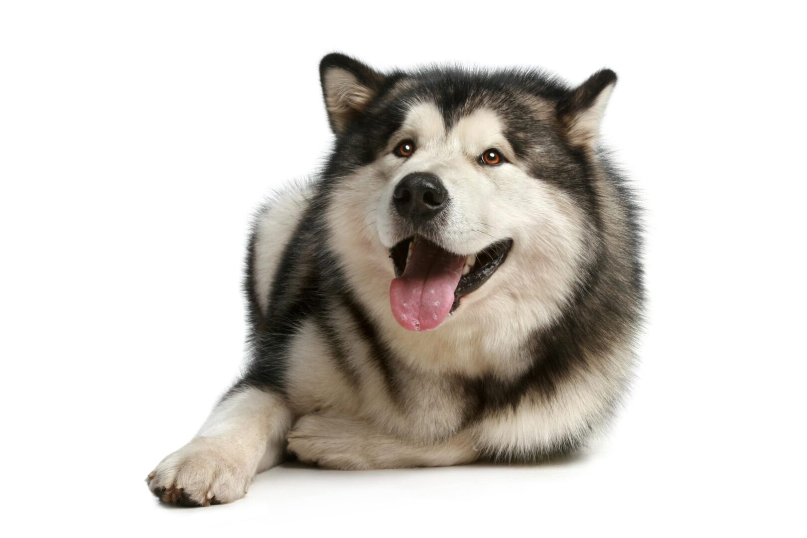 Alaskan Malamute