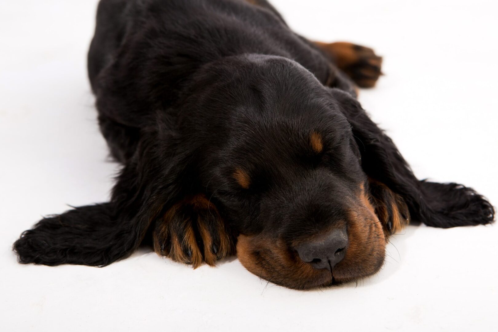 Gordon Setter