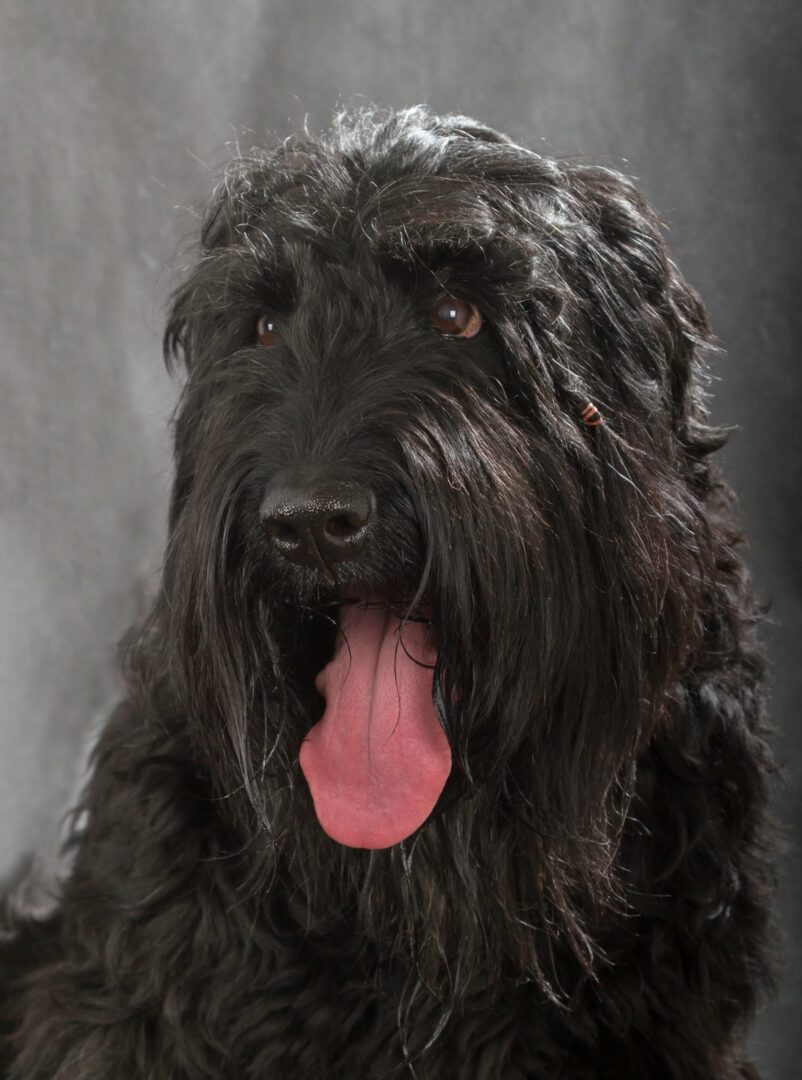 Black Russian Terrier