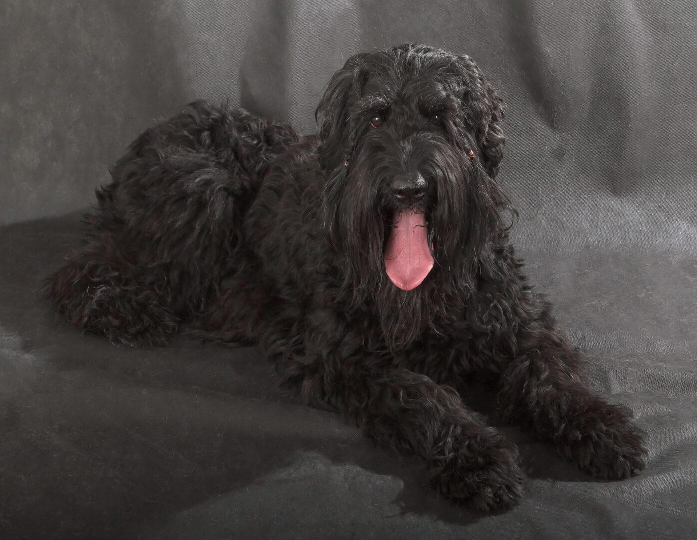 Black Russian Terrier