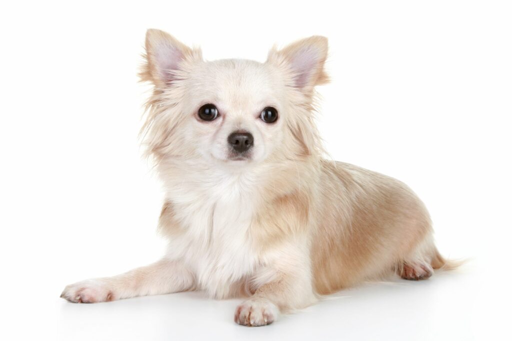 chihuahua dog mixed with terrier