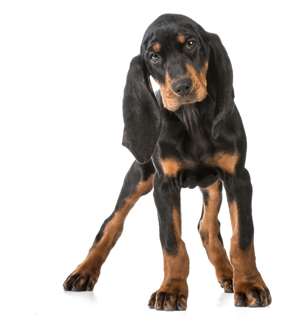 American Coonhound