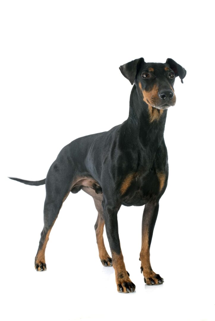 Manchester Terrier