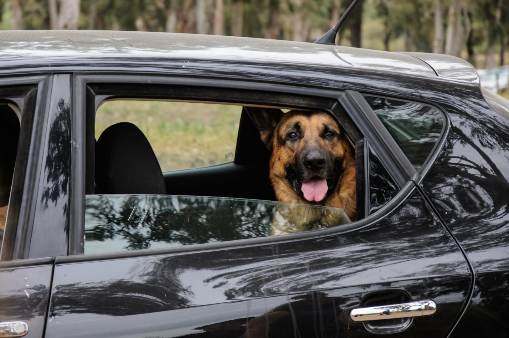 Dog Handle Car Sickness