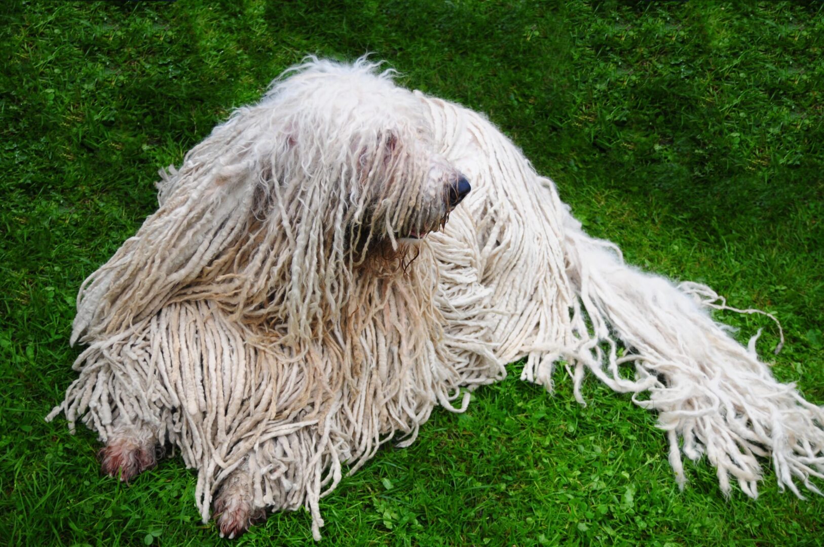 Komondor