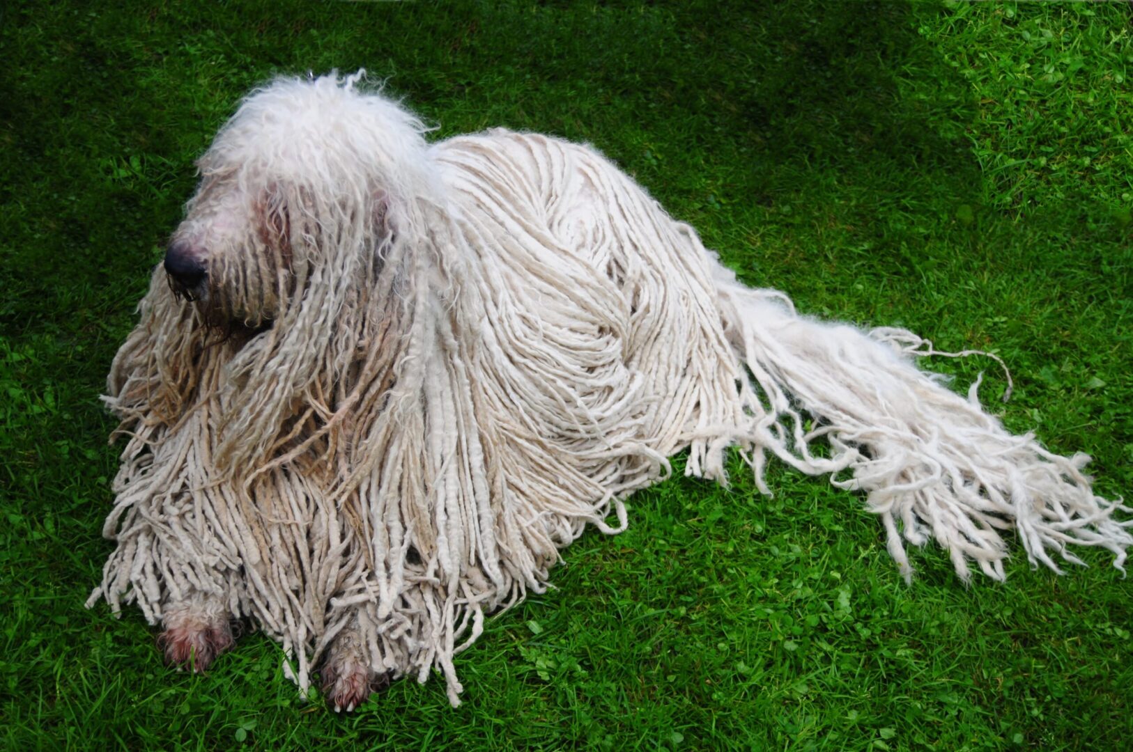 Komondor