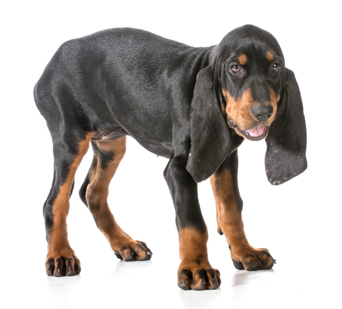 Black & Tan Coonhound