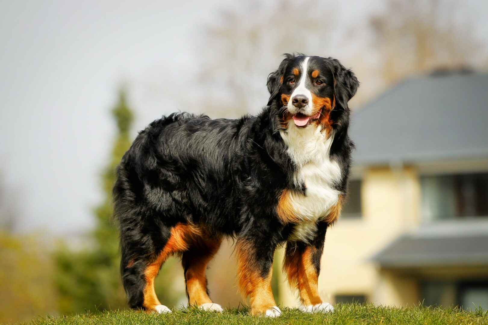 Estrela Mountain Dog