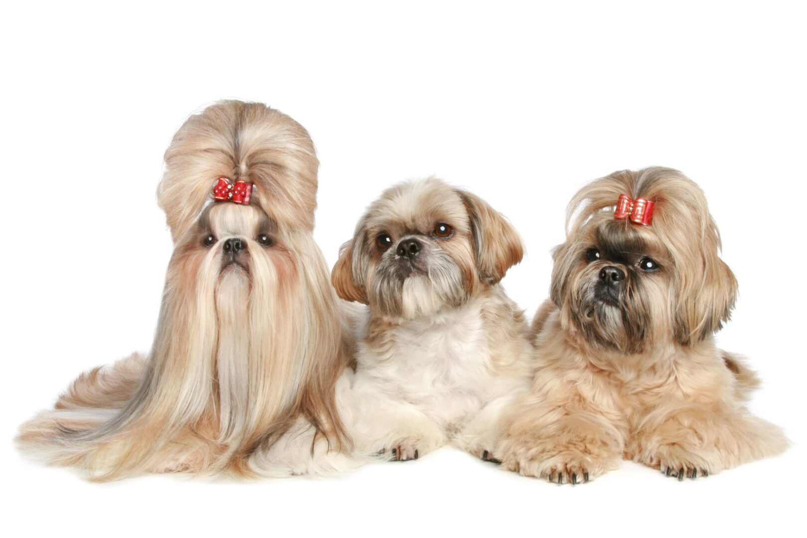 Shih Tzu