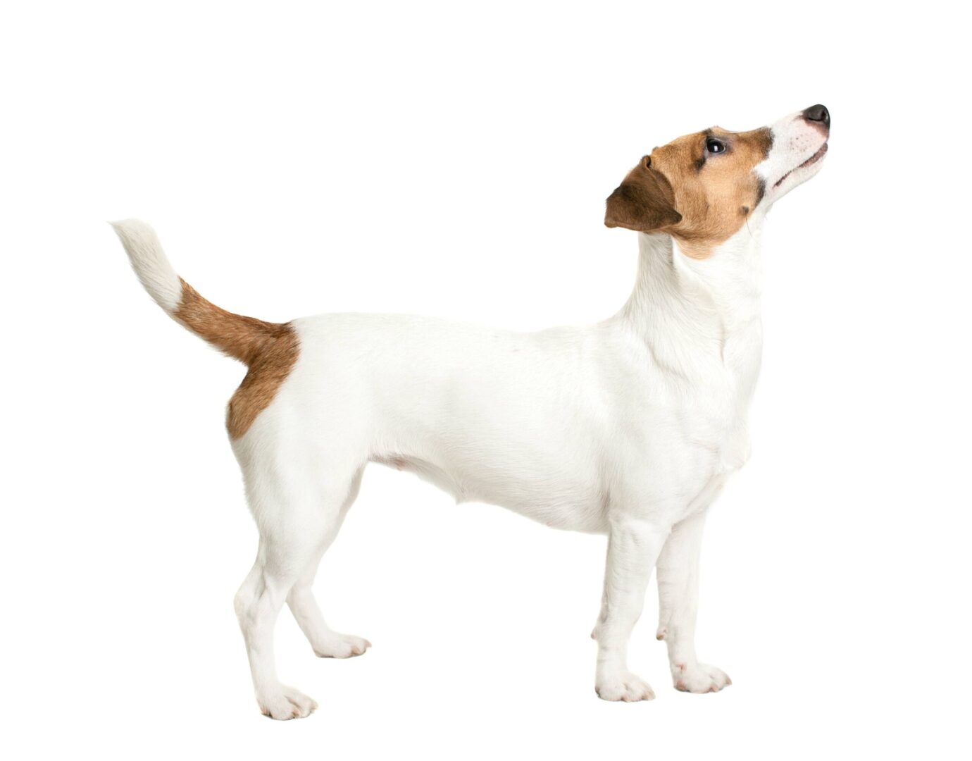 Jack Russell Terrier