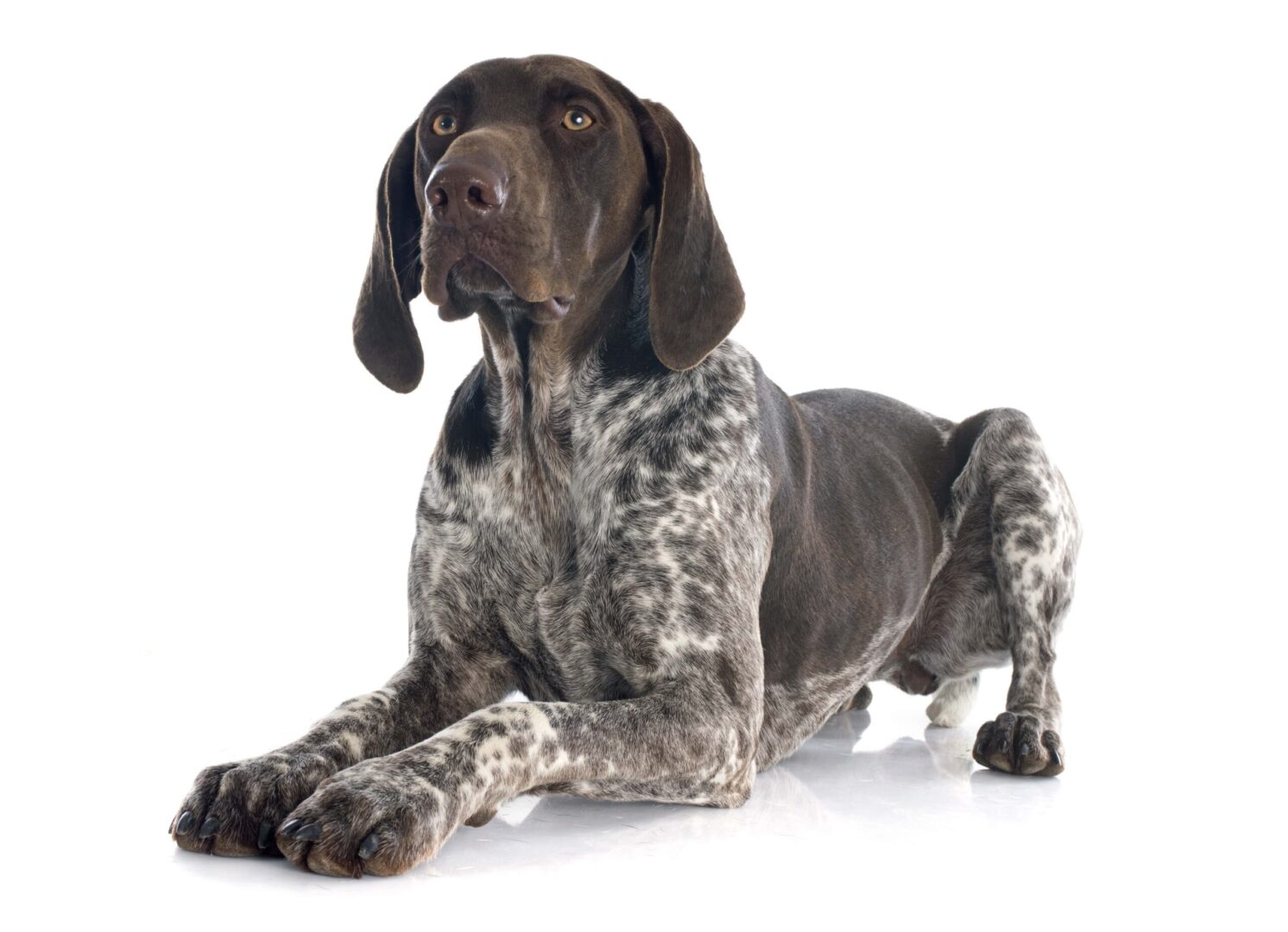 German Shorthaired Pointer