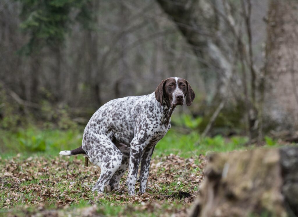 help-my-dog-poops-a-lot-simply-for-dogs