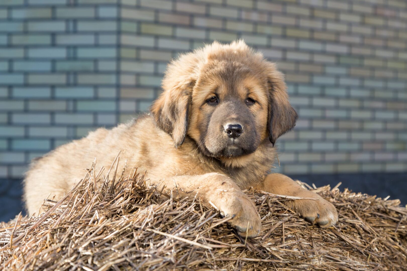 Tibetan Mastiff