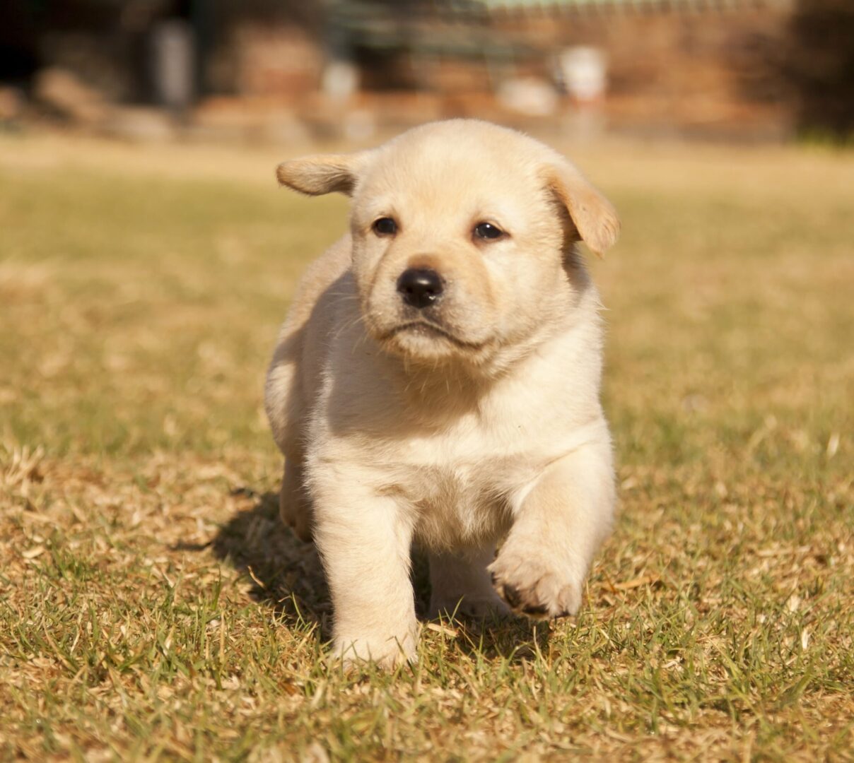 Kuvasz