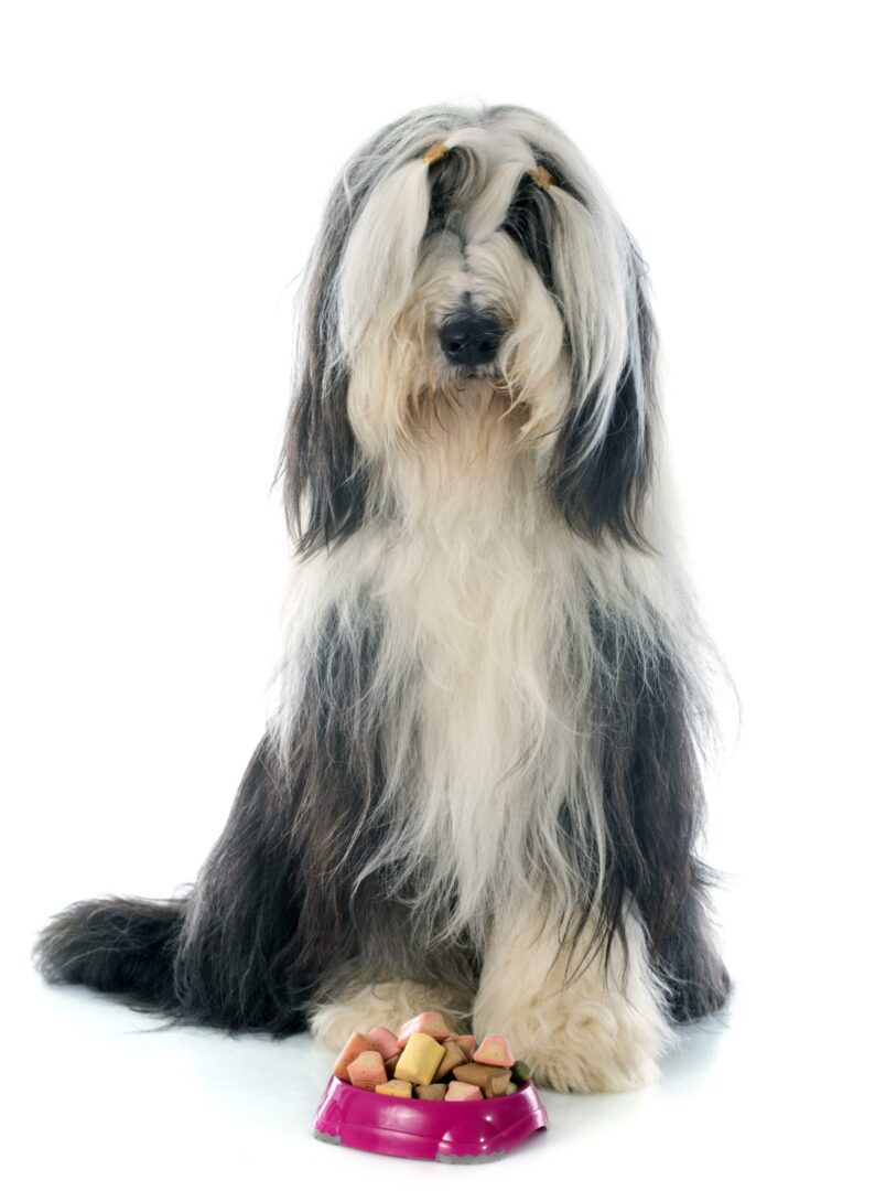 Bearded Collie