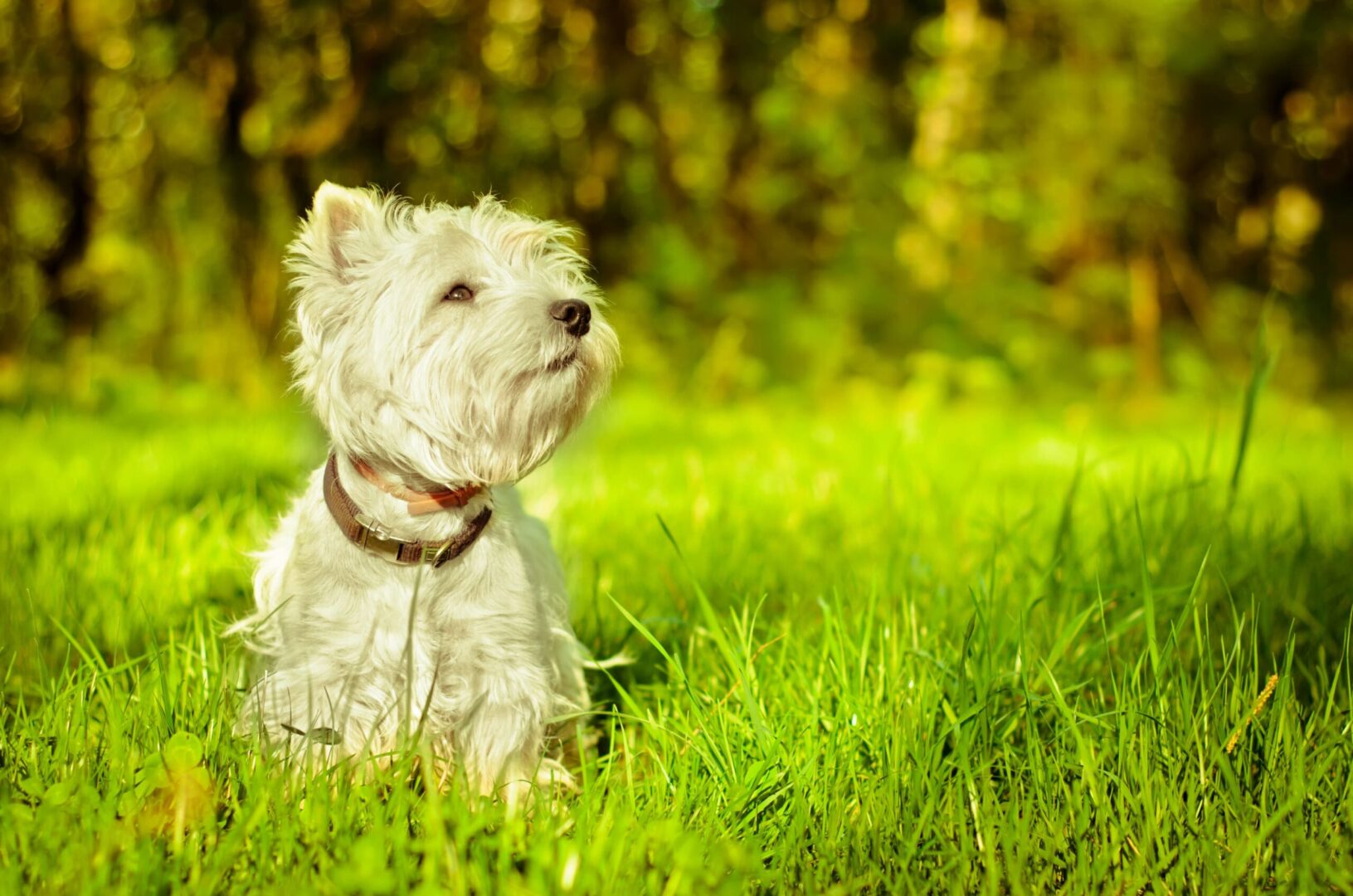 West Highland White Terrier