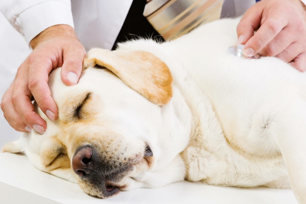 Pain Treatment and Medication for Dogs (Video) - Simply For Dogs