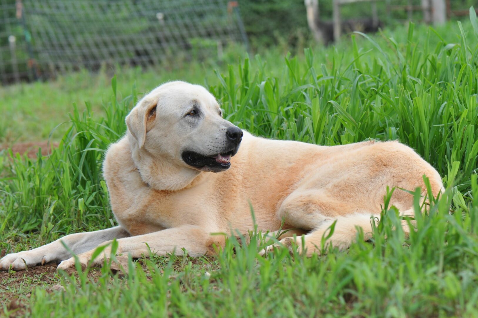 Anatolian Shepherd Dog