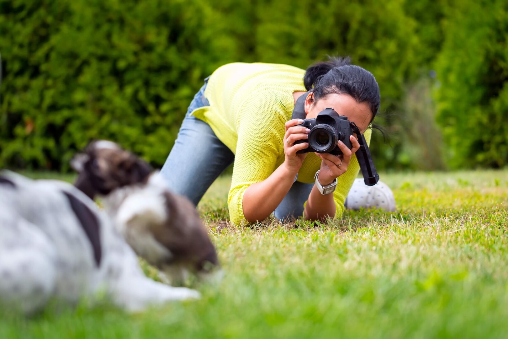 Dog Photography