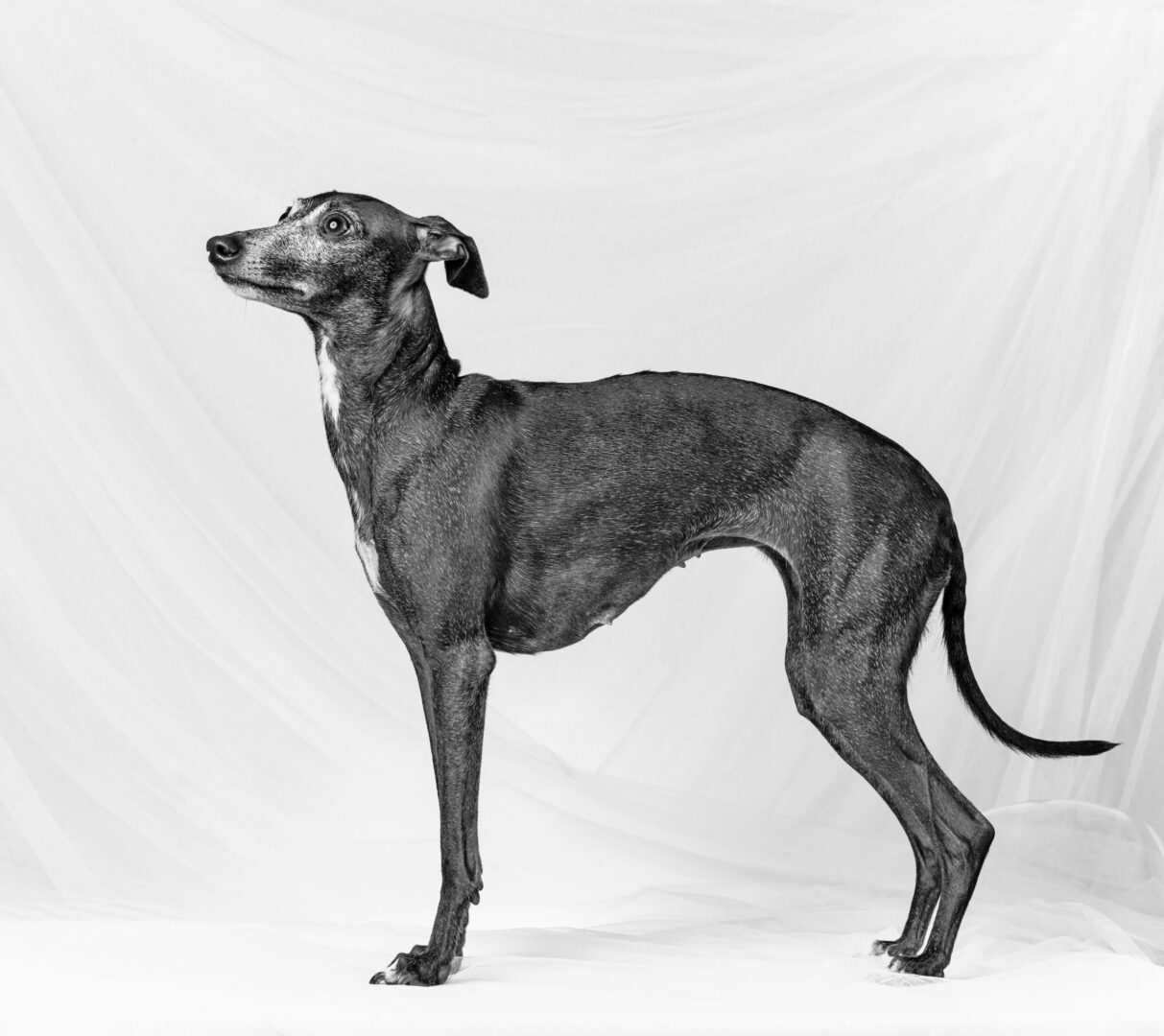 Italian Greyhound