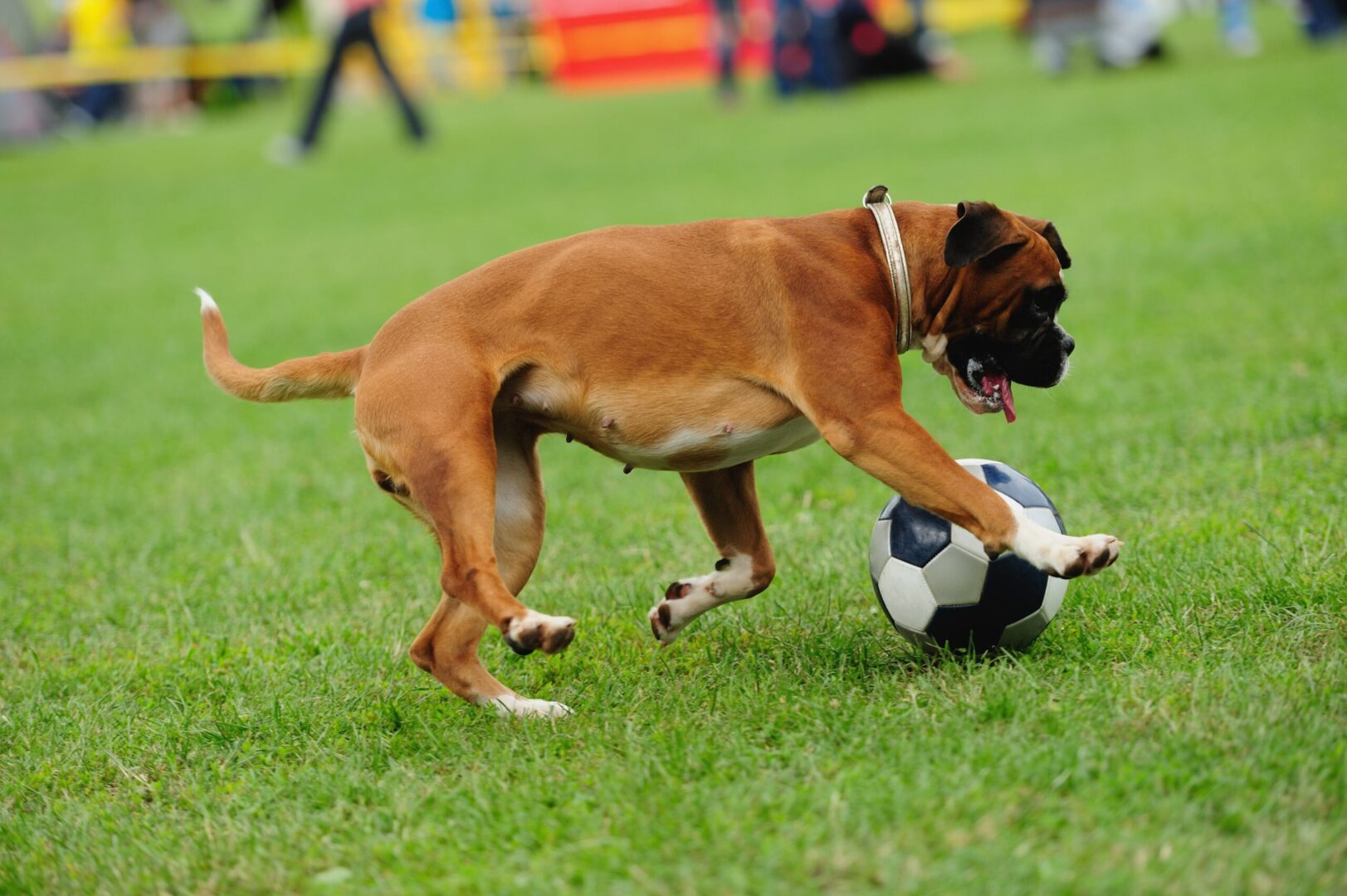 3 Best Boxer Dog Toys (Perfect for Entertainment) Simply For Dogs