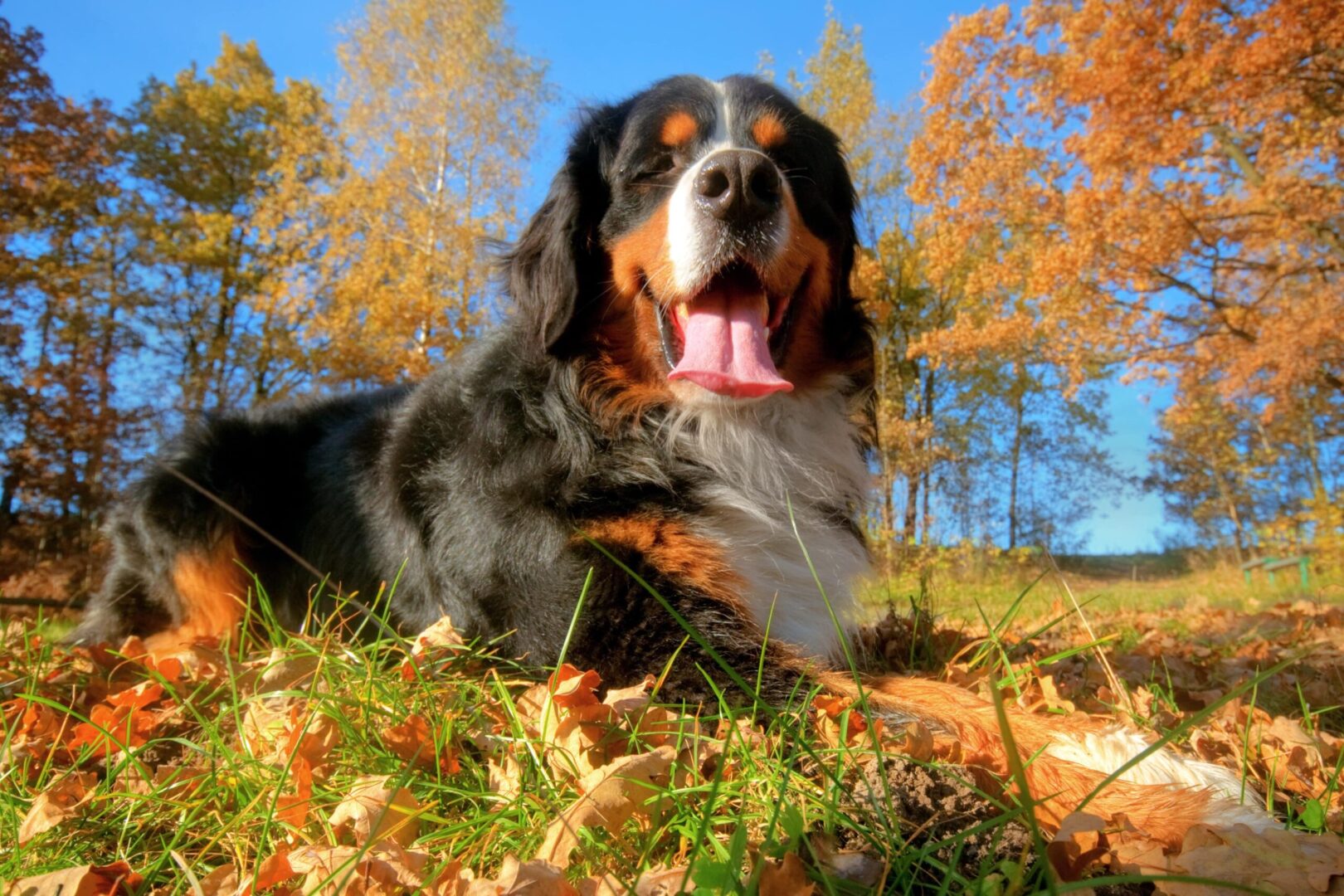 Bernese Mountain Dog