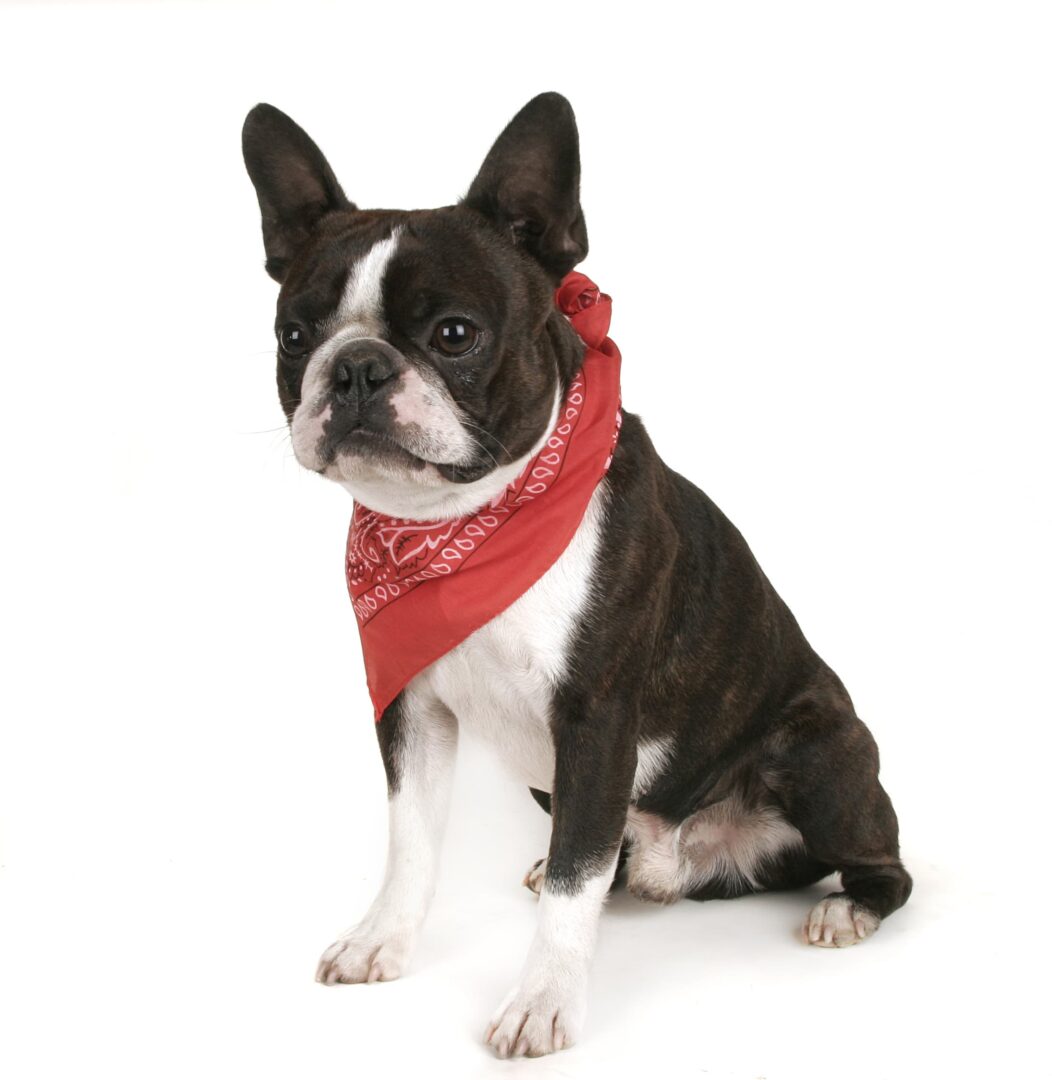 Adopting Boston Terrier