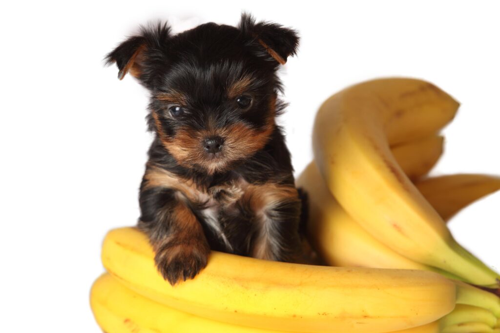 Can Puppies Eat Bananas For Diarrhea