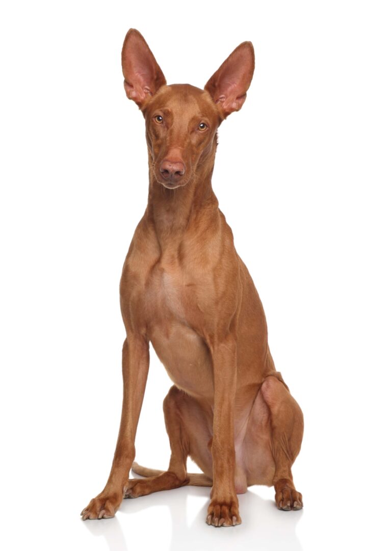 Pharaoh Hound