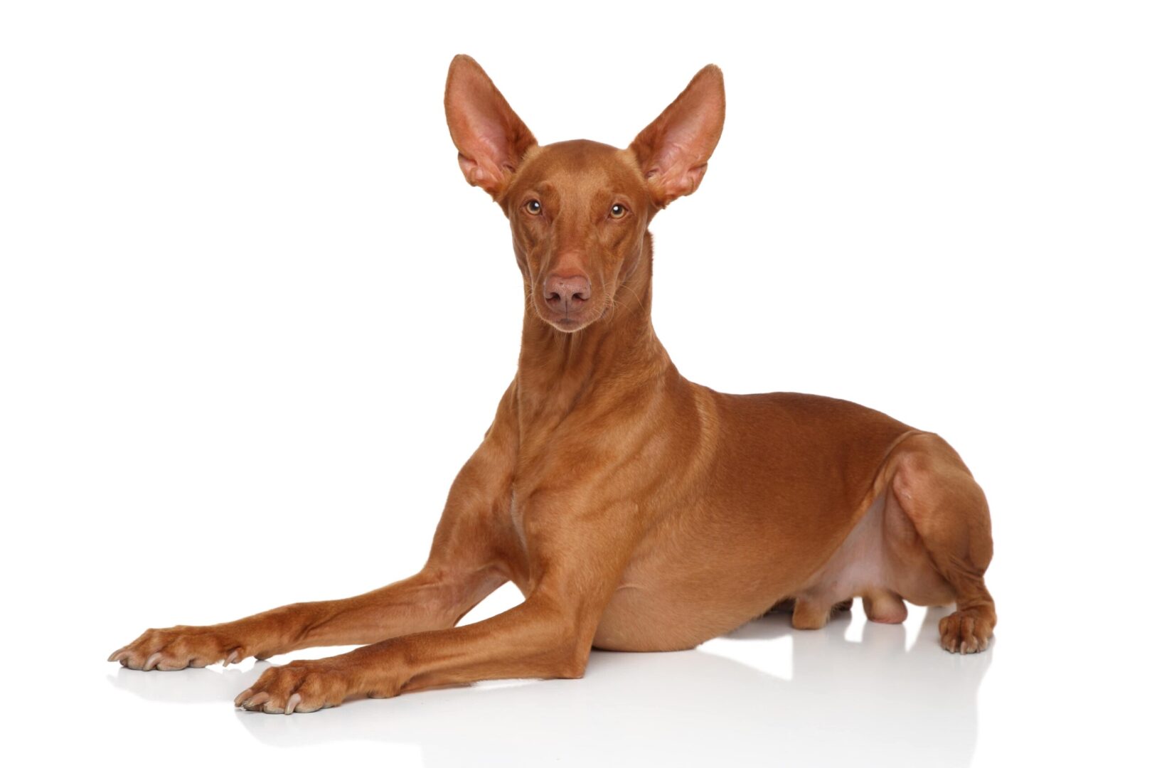 Ibizan Hound