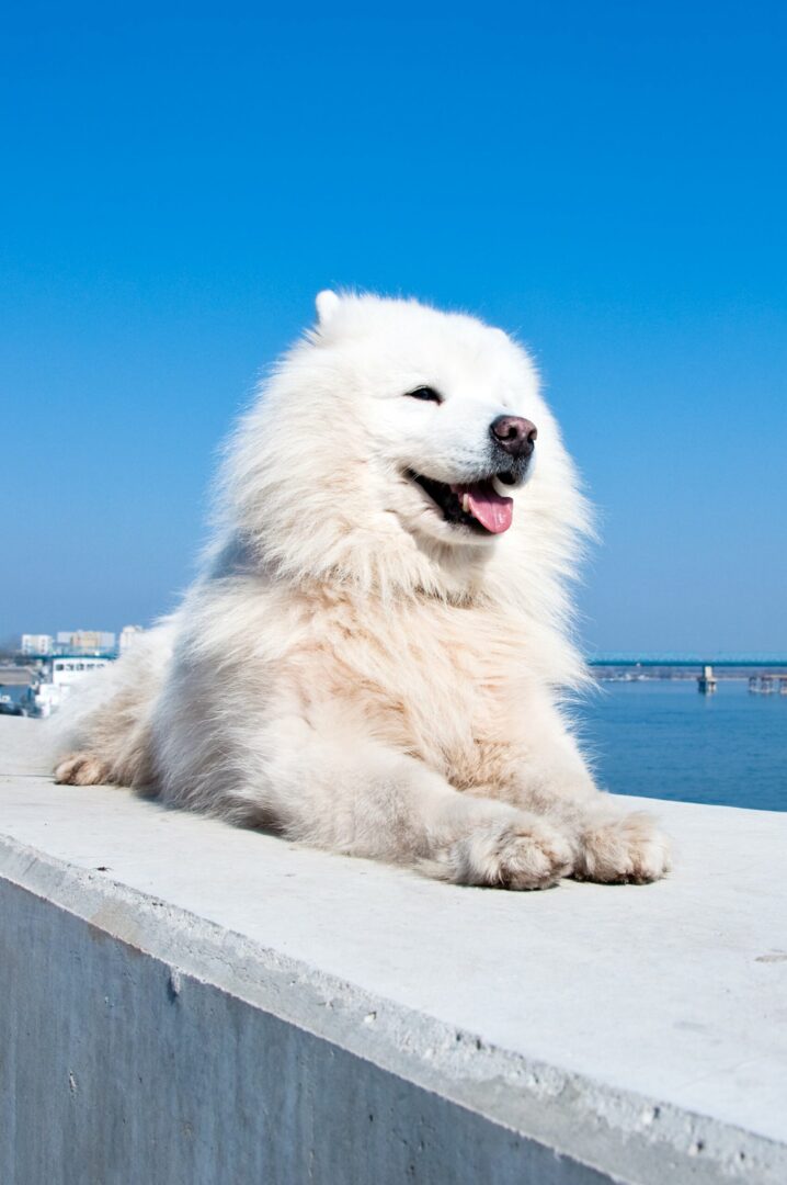 American Eskimo Dog