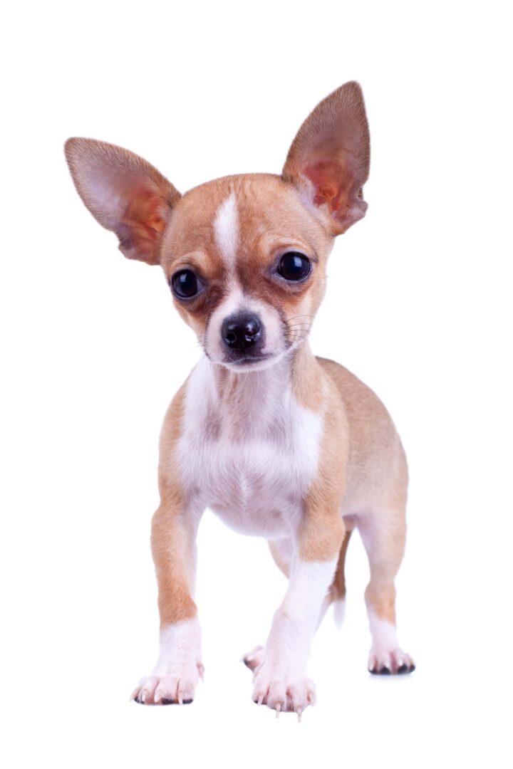 Chihuahua