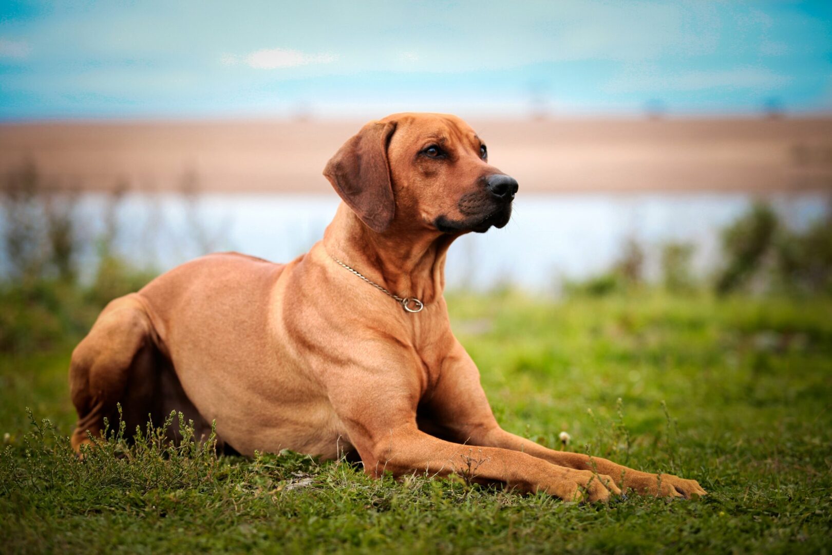 Rhodesian Ridgeback