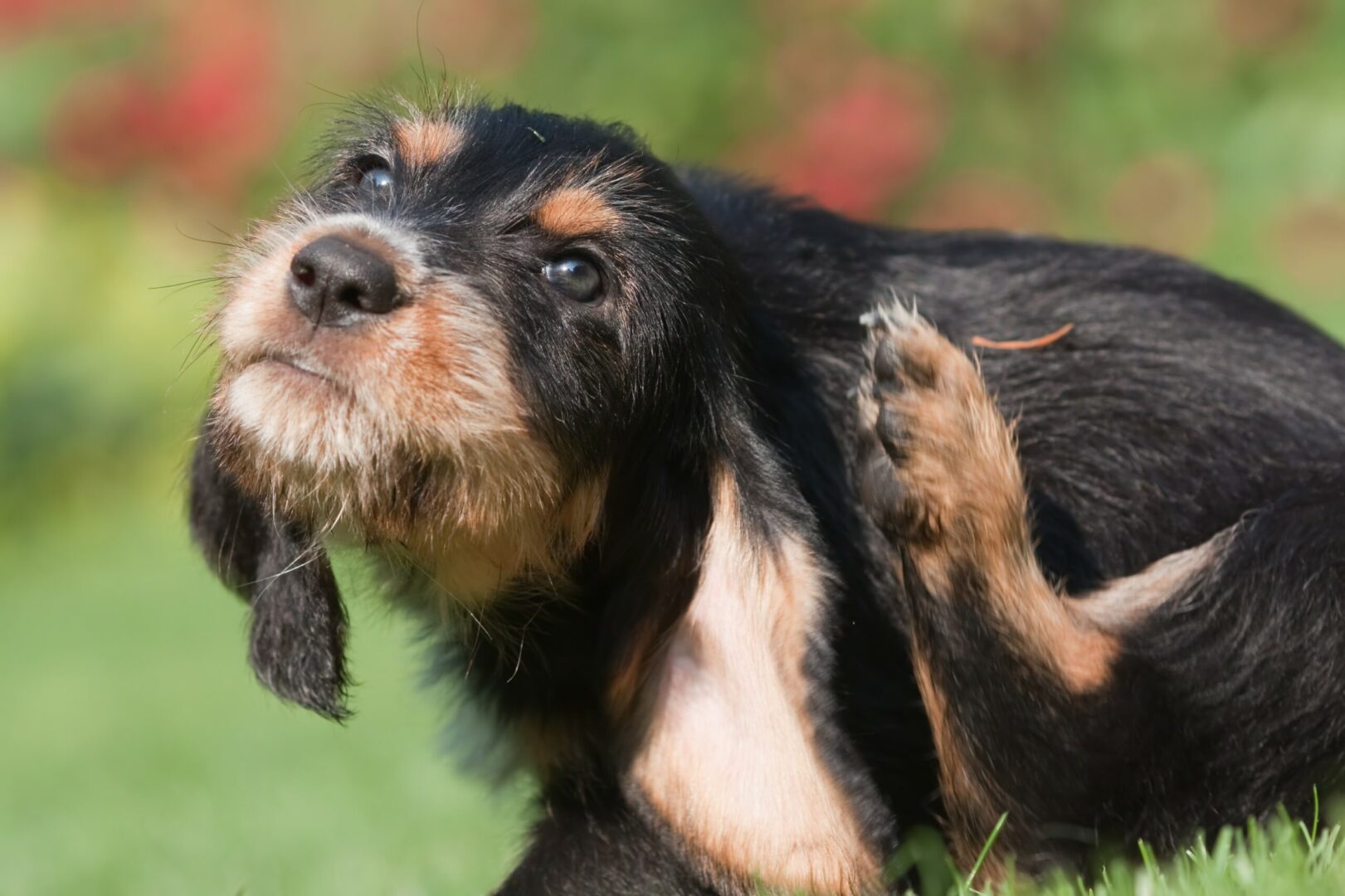 Otterhound