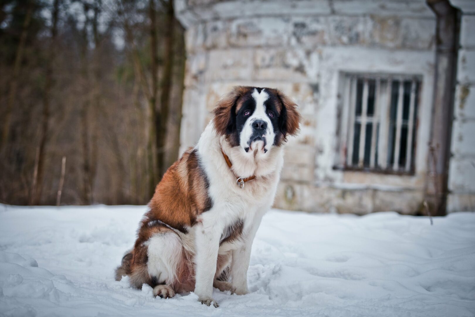 Saint Bernard