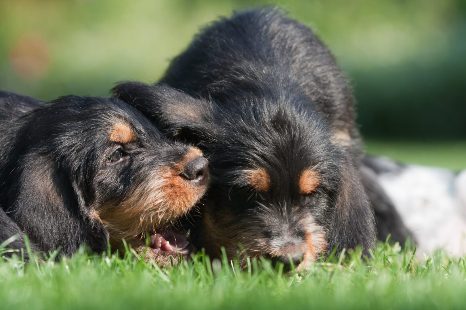 Otterhound