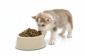Depositphotos 54650271 original adr0dx scaled - Simply For Dogs