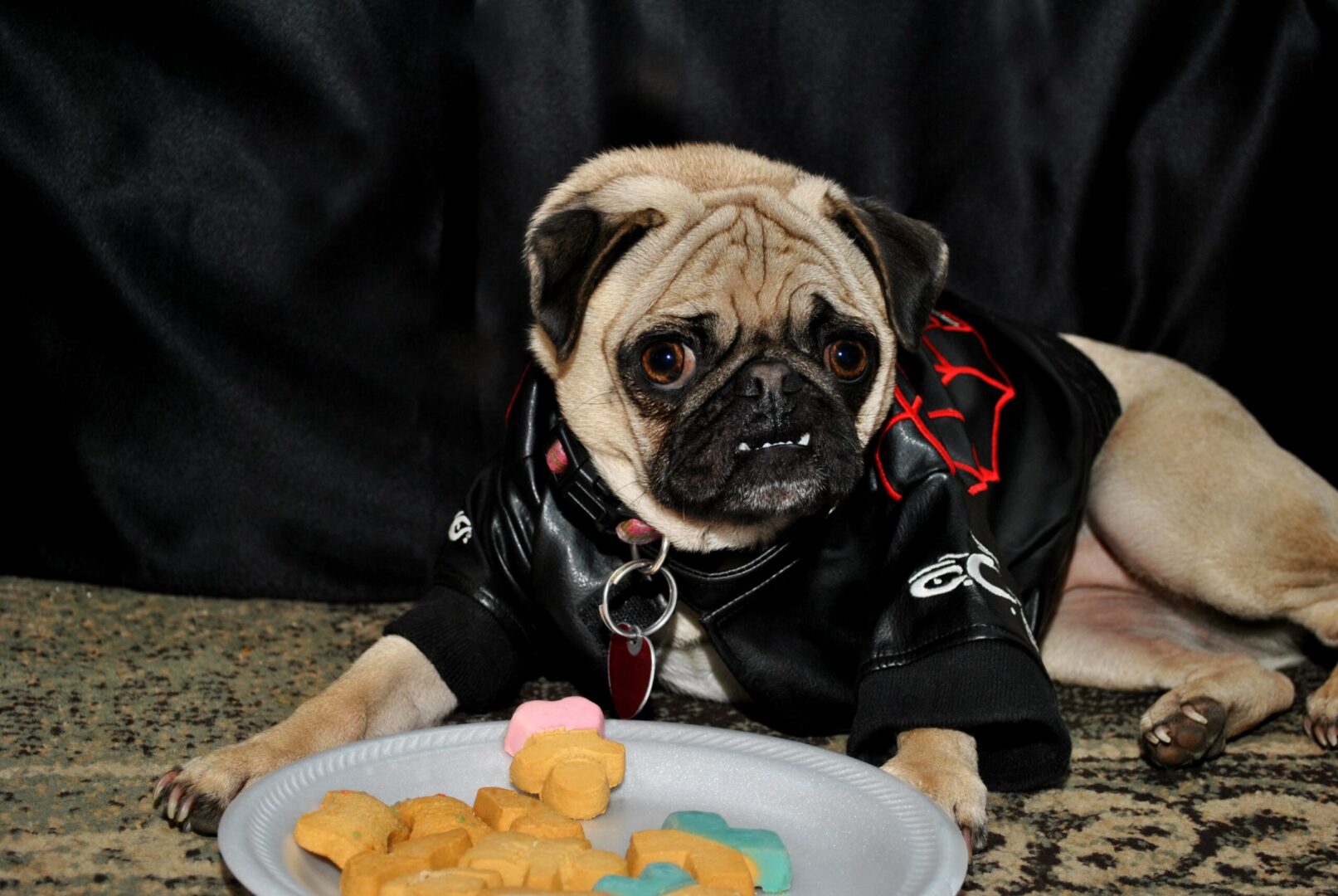 Dog's Homemade Treats