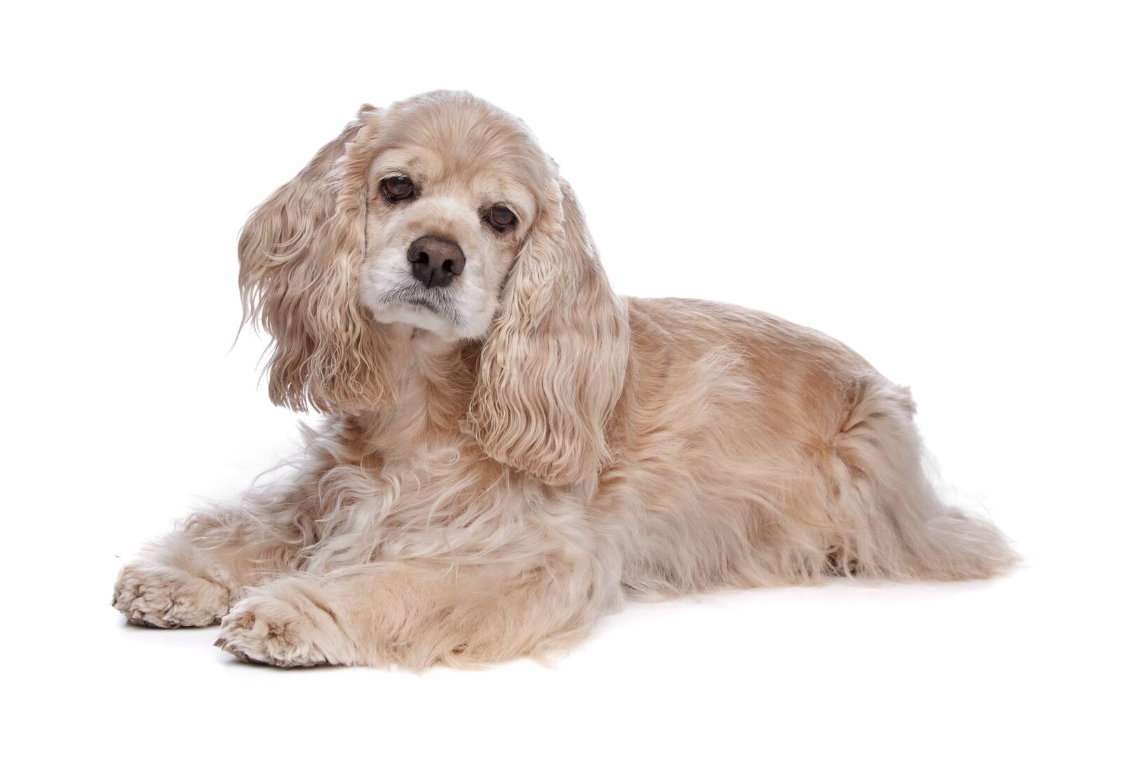 Cocker Spaniel