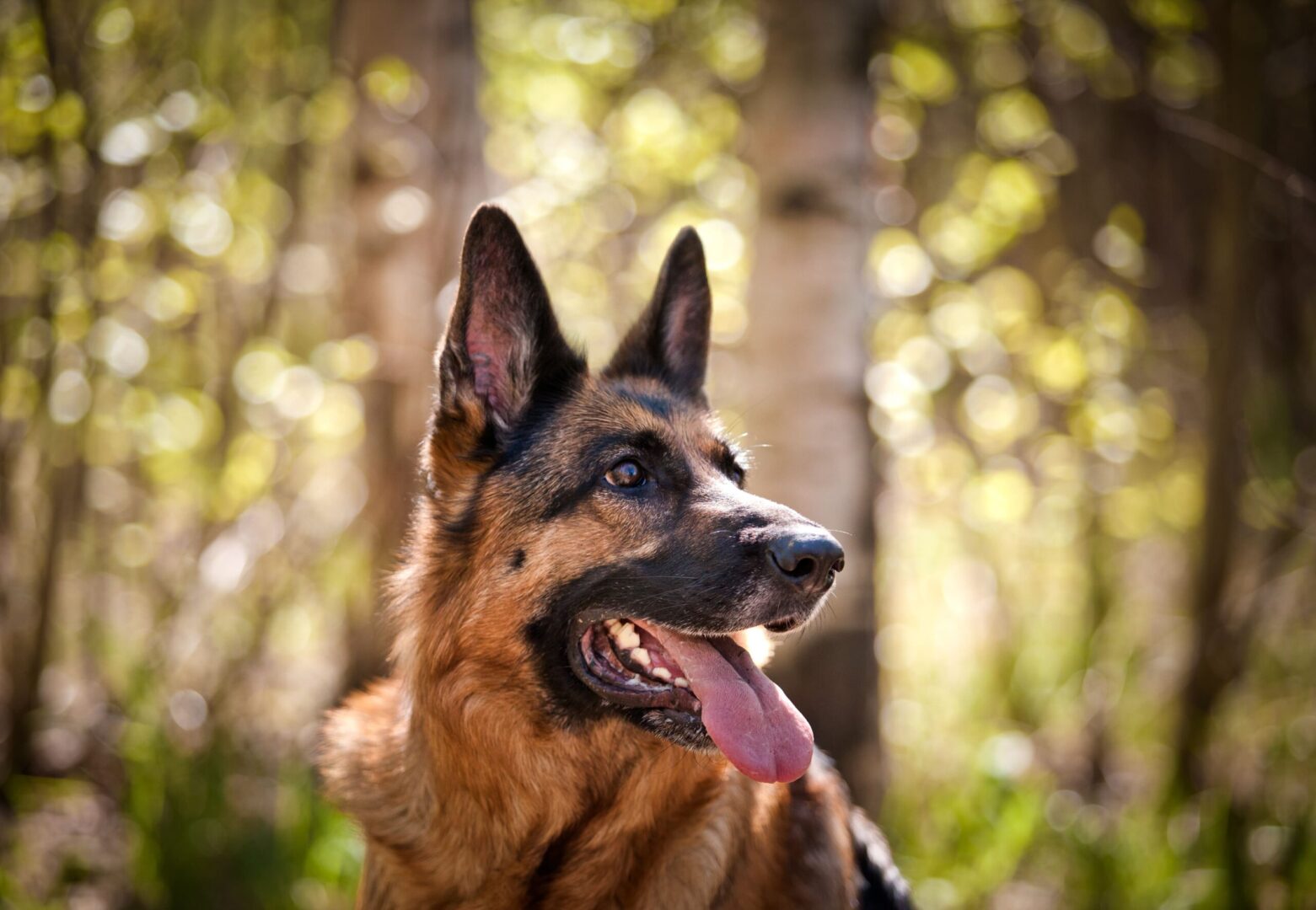 German Shepherd