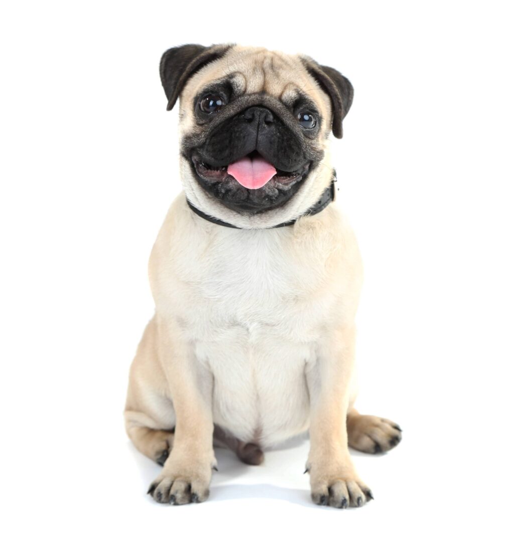 Pug