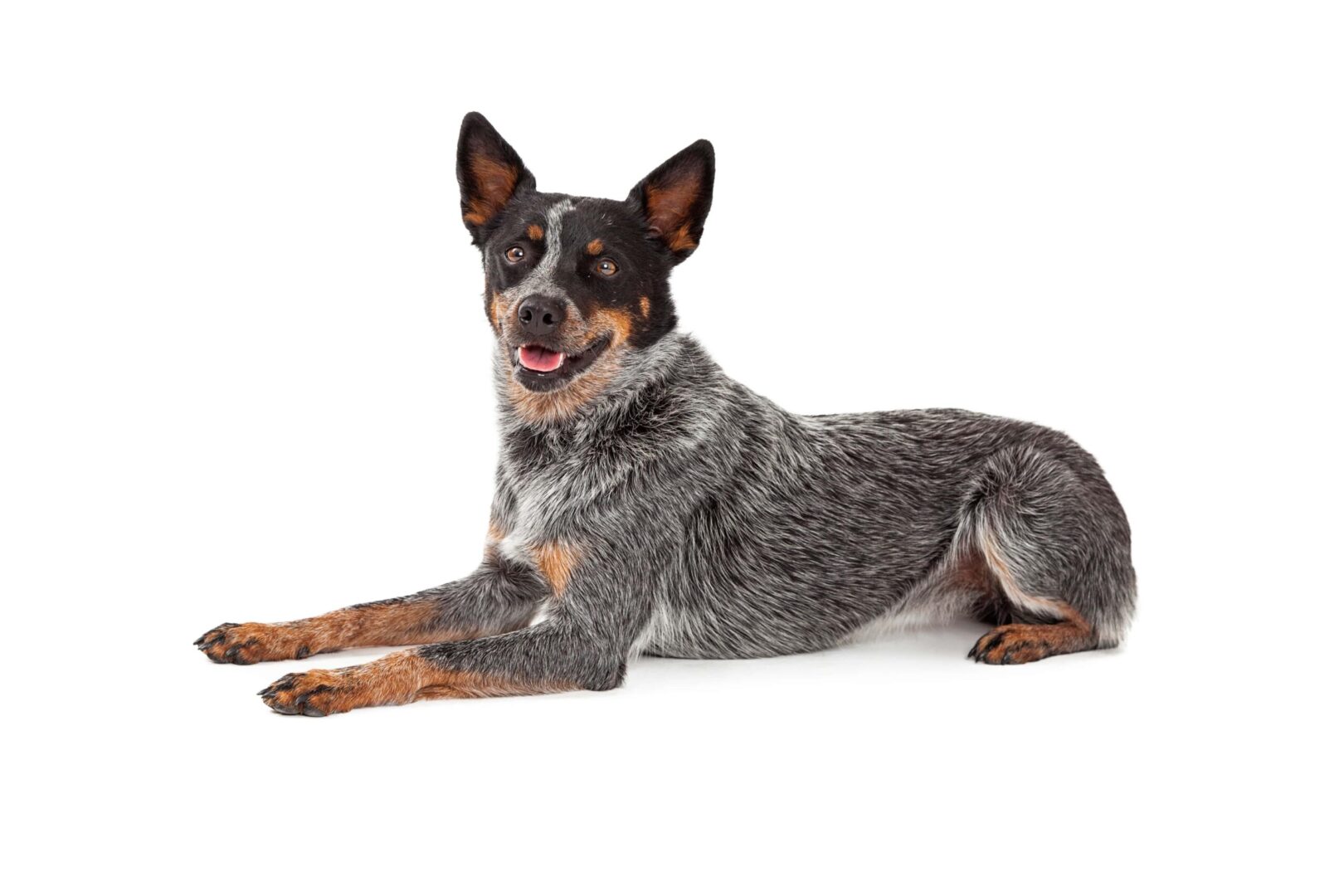 Australian Cattle Dog