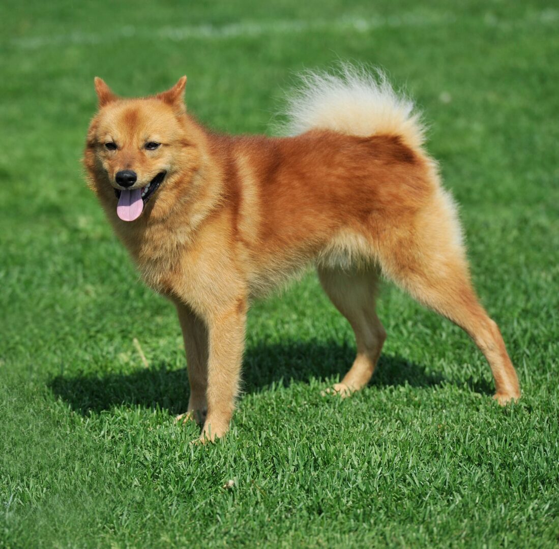 Finnish Spitz