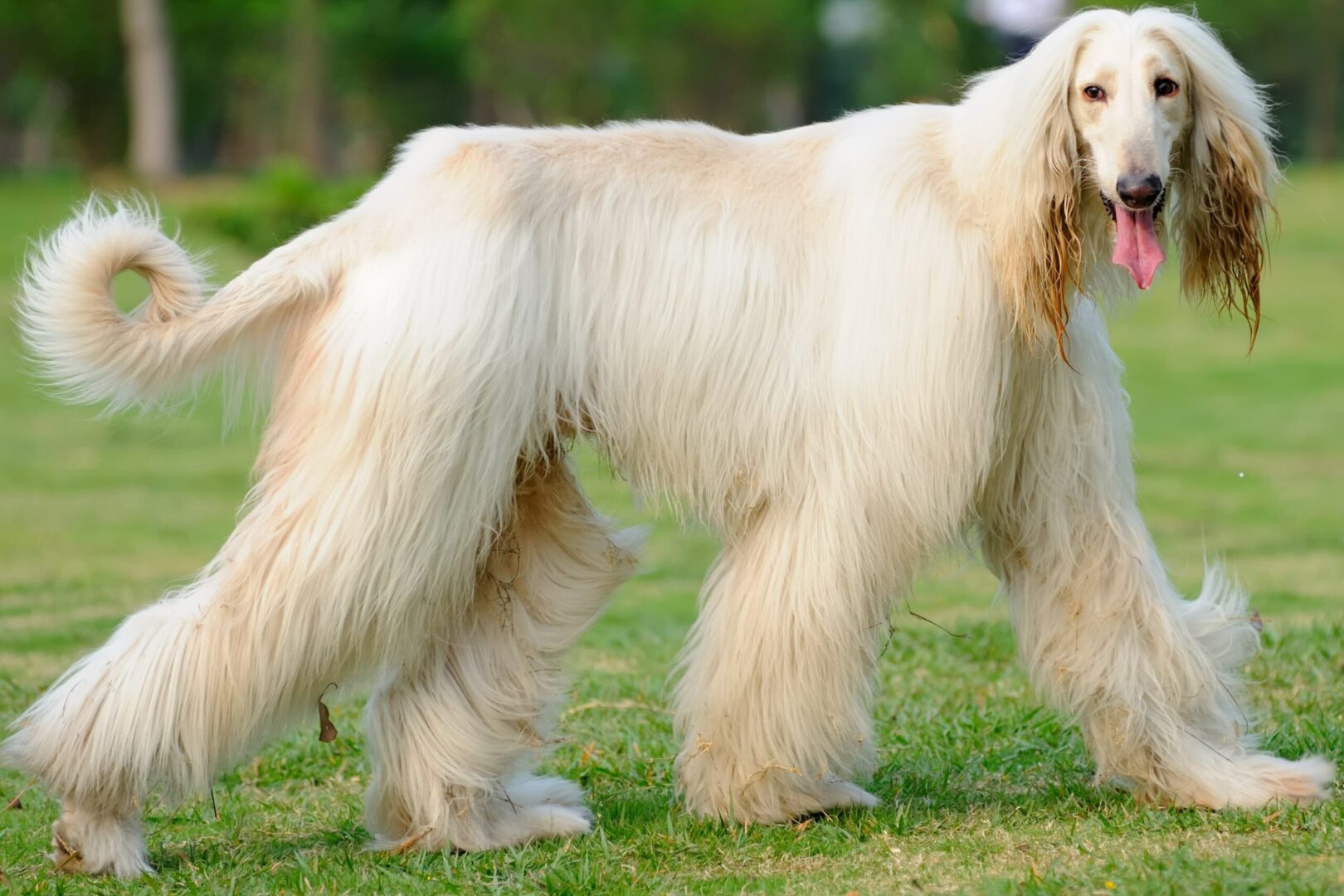 Afghan Hound