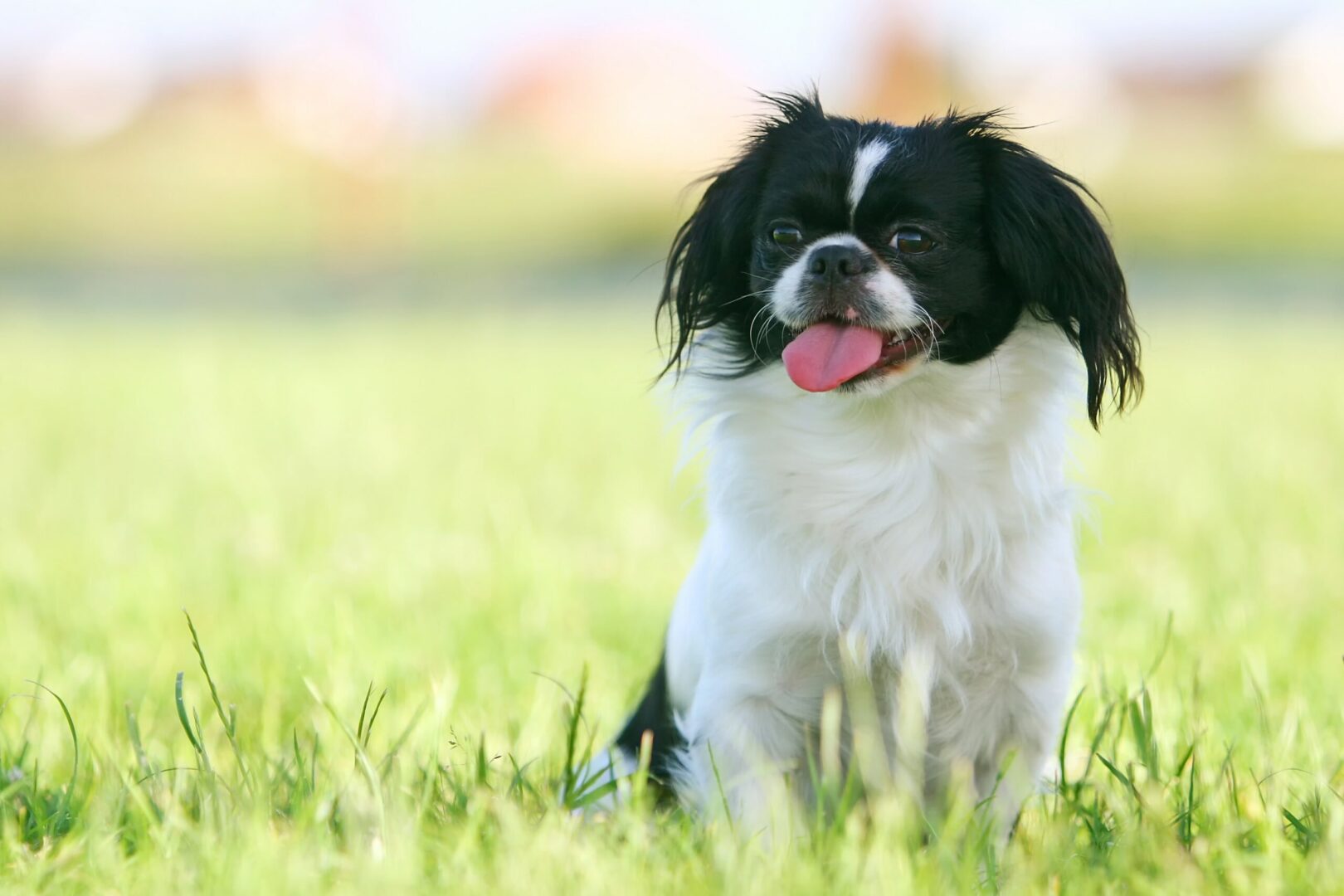 Pekingese