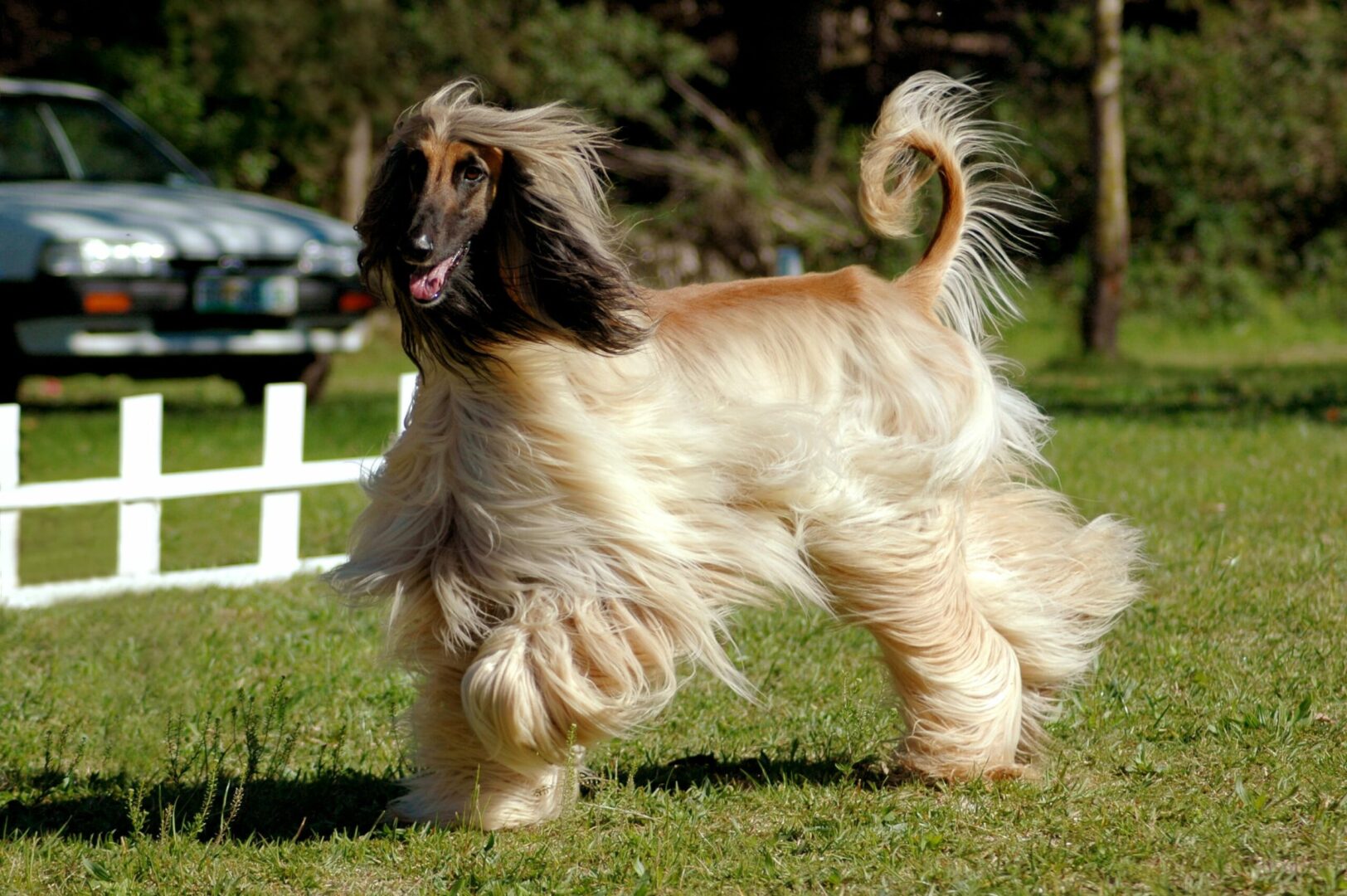 The Afghan Hound