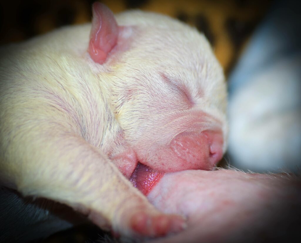 When Can Whelping Problems Occur? It Depends on How Long a