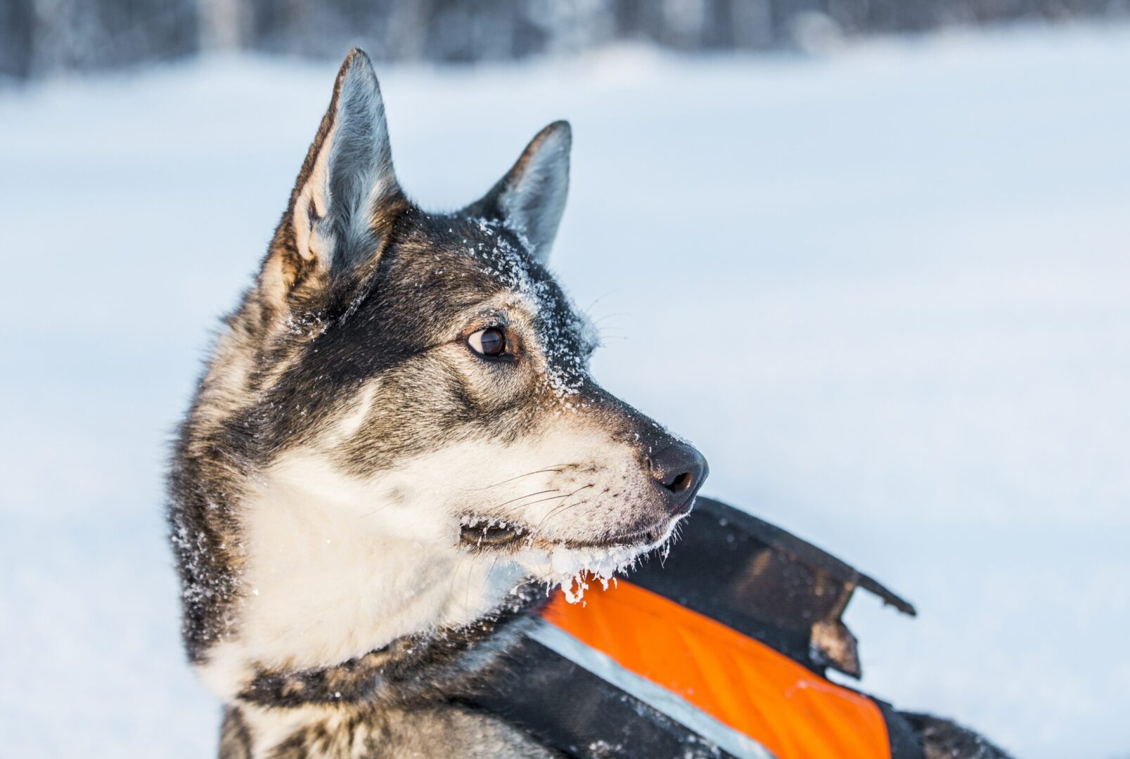 Norwegian Elkhound